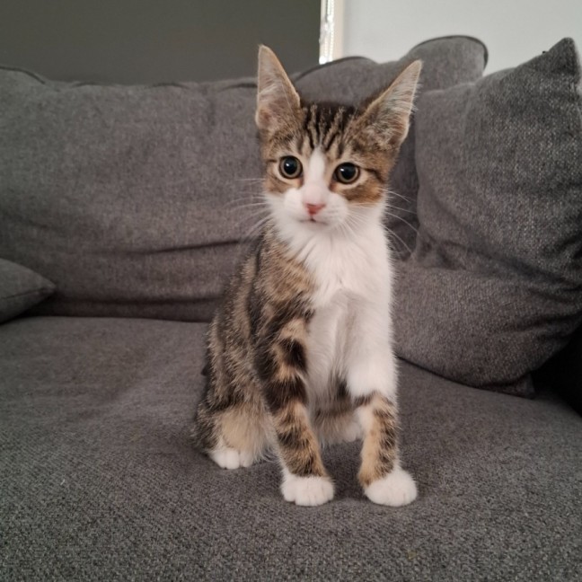 Photo of Dash