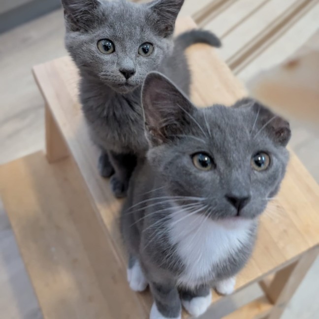 Photo of Rocket & Misty   Located In Glenroy