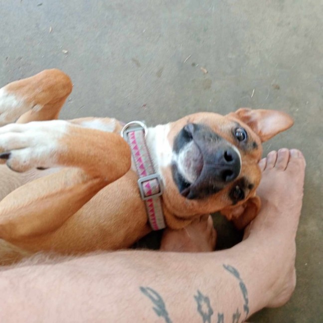 Photo of Santa’s Little Helper