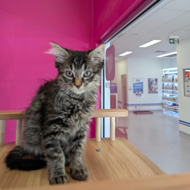 Photo of Edea Meet Me@Petstock Clyde North Store