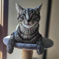 Photo of Oscar   Located In Boronia 