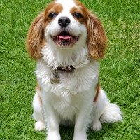 Photo of Opal 