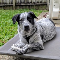 Photo of Fredrik *$250 Adoption Fee*