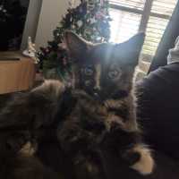 Photo of Bluebell