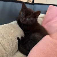 Photo of Teddy
