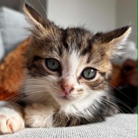 Photo of Otto