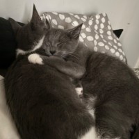 Photo of Ted (Danson) (“Silver Fox” Litter)