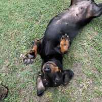 Photo of Rosie Roo Roo 