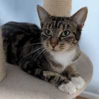 Photo of Tina ^^Dandy Cat Rescue^^