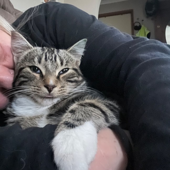 Photo of Mystery ** 2nd Chance Cat Rescue**