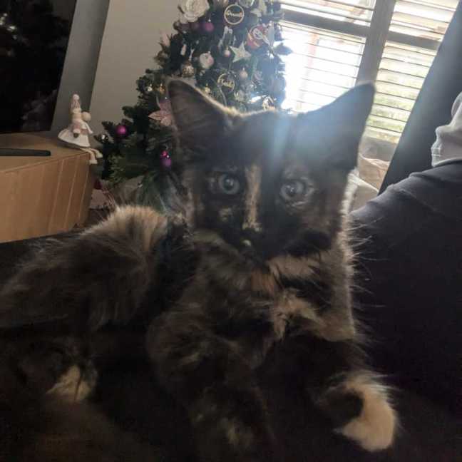 Photo of Bluebell