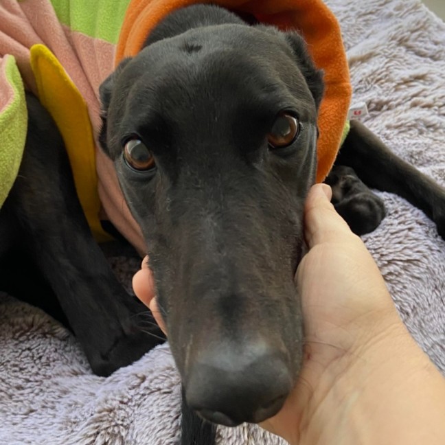 Photo of Danni, The Greyhound