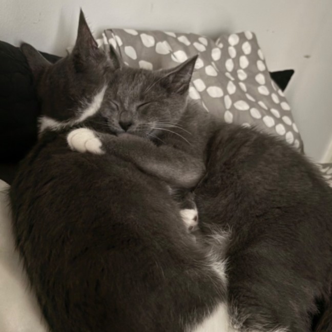 Photo of Ted (Danson) (“Silver Fox” Litter)