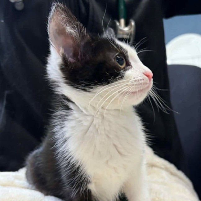 Photo of Penne   In Foster Care In Ashburton