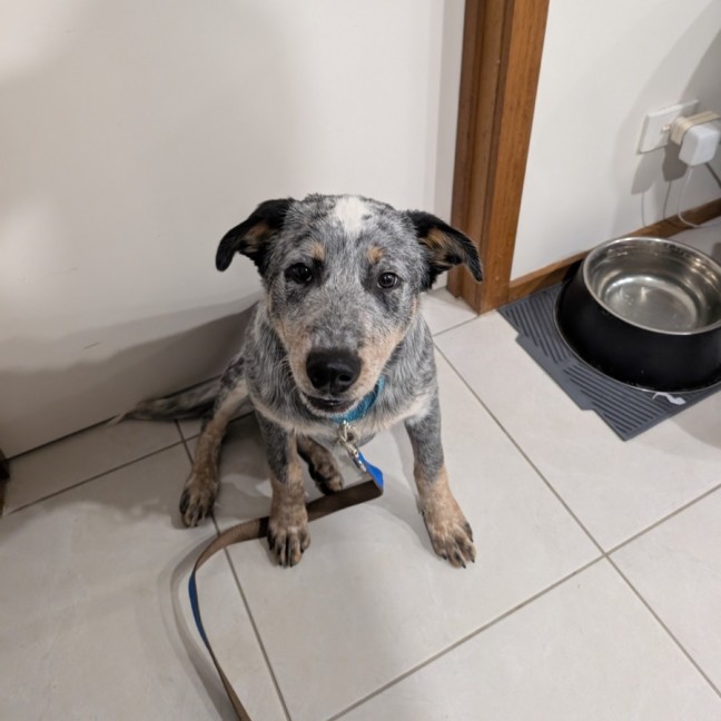 Photo of Bluey 