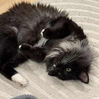 Photo of Radagast   In Foster Care In South Yarra