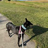 Photo of Chelsea, The Greyhound