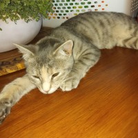 Photo of Gamma