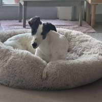 Photo of Dot, The Greyhound