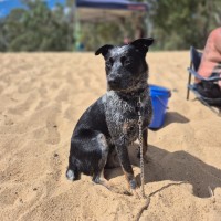 Photo of Opie