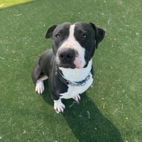 Photo of Socks Imp 2436