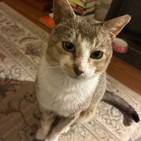 Photo of Pretzel