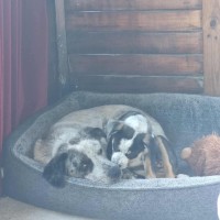 Photo of Bandit