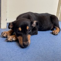 Photo of Rocky