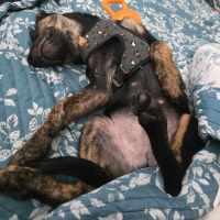 Photo of Rascal