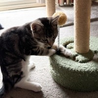 Photo of Roxy   Reduced Adoption Fee   $150