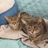 Photo of Constantine **2nd Chance Cat Rescue**