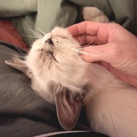 Photo of Taco