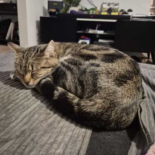 Mamacita - Domestic Short Hair (DSH) Cat