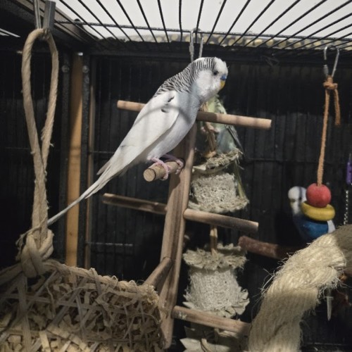 Ringo -  Bird
