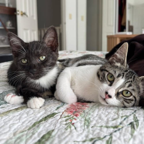 Freckle and Daffodil - Domestic Short Hair (DSH) Cat