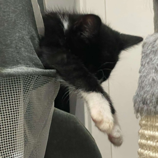 Photo of Ruby