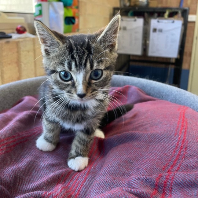 Photo of Cookie