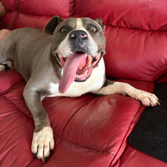 Photo of Viper