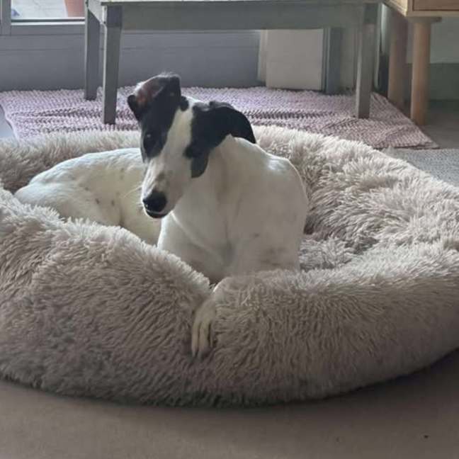 Photo of Dot, The Greyhound