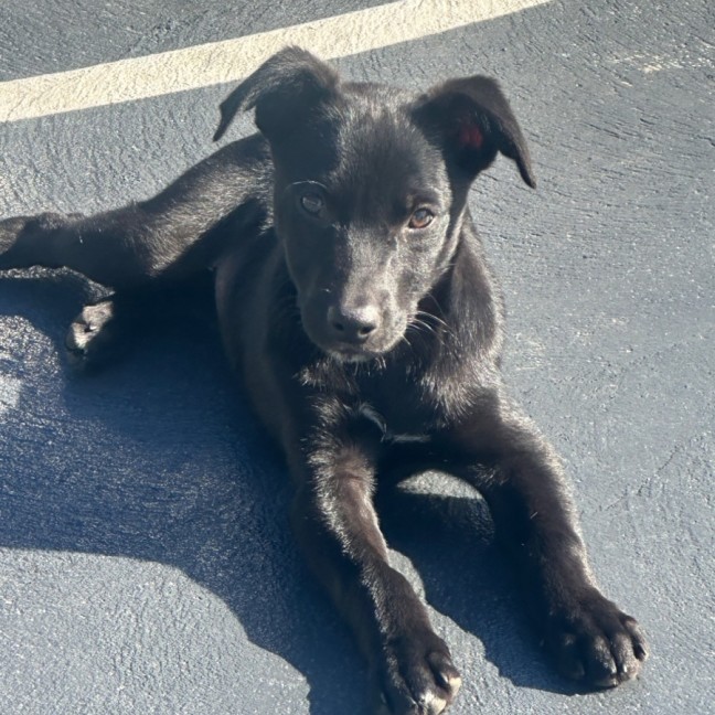 Photo of Trixie 🐶🦄