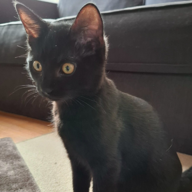 Photo of Blackberry Meet Me @Petstock Chelsea Store