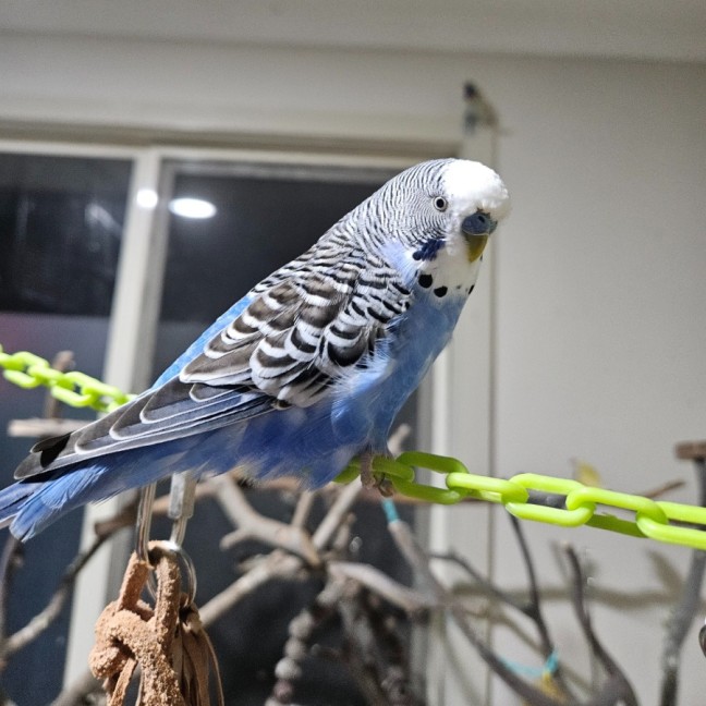 Photo of Pierre 