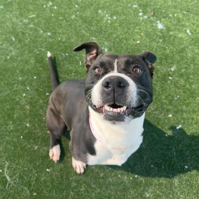 Photo of Luna Imp 2349