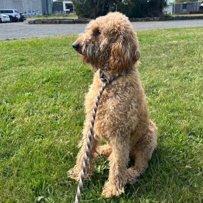 Photo of Scout