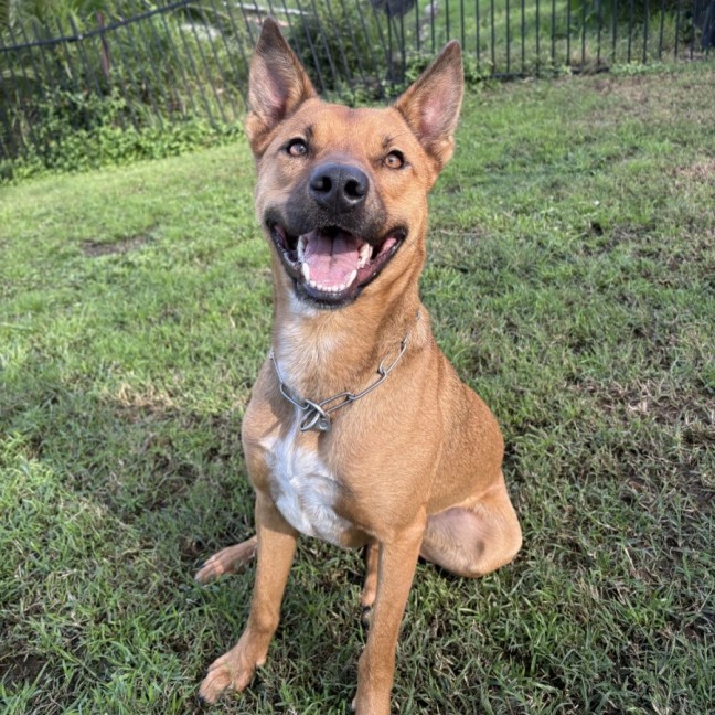 Photo of Ranger *$250 Adoption Fee*