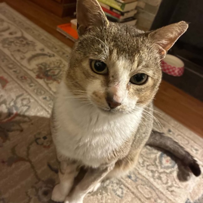 Photo of Pretzel