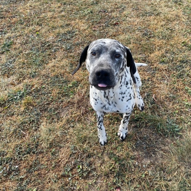 Photo of Clyde