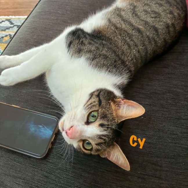 Photo of Darcy & Cy