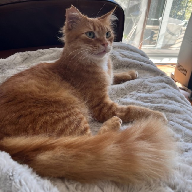 Photo of Rufus