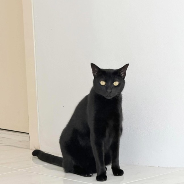 Photo of Lyra